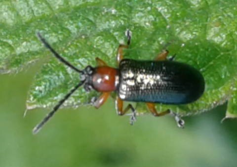 Chrysomelidae : Oulema melanopus? O. melanopus oppure O. duftschmidi